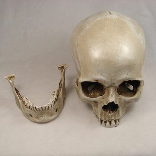 Newly listed New White Resin Replica 11 Life Size Human Anatomy Skull