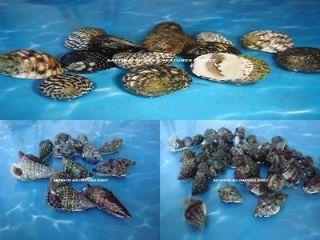 marine snails in Crabs, Snails & Algae Eaters