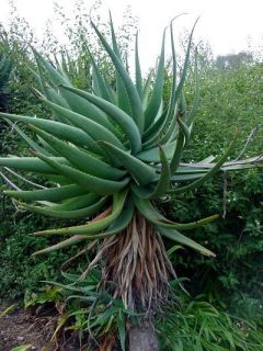 Aloe Arborescens Succulent Seeds~Medicine Krantz aloe~Torch Aloe~Aloe 