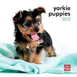 Yorkie Puppies 2013 Calendar by Browntrout Publishers Inc 2012 