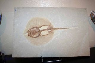 Rare Fossil Heliobatis radians Stingray Fossil from Green 
