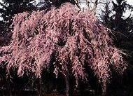   ORNAMENTAL WEEPING CHERRY    PLUS ONE PLANT 6 IN PLANT  FLOWEING TREE