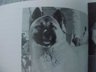 AKITA Inu DOG Rare Item LOT Japanese spitz breed Japan VINTAGE RARE