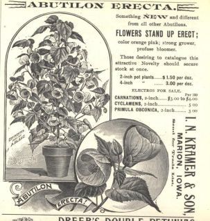 abutilon in Flowers, Trees & Plants