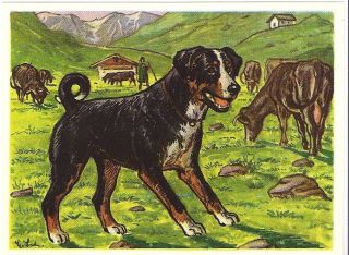   Print Austria Tobacco Company Card SWISS APPENZELLER SENNENHUND DOG