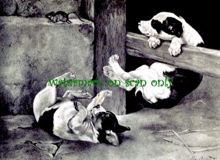 Antique Art~American Staffordshire Pit Bull Terrier Dogs~Mouse~NEW Lg 