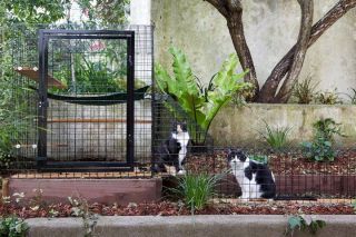 Catbitats   SAFE outdoor enclosures for your INSIDE Cat i.e. Catios