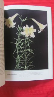 dahlia bulbs in Flower Bulbs, Roots & Corms