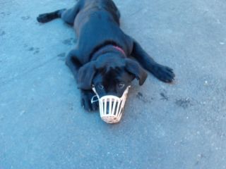 Plastic dog muzzle size 7