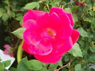 Red Knock Out Rose Bush EarthKind Shrub Roses 2 Gal. Easy to Grow 