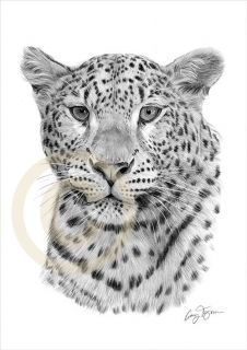 AFRICAN LEOPARD Art Pencil Drawing Print A4 signed by artist LE of 50