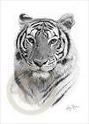 BENGAL TIGER b&w watercolour LE Art pencil drawing print A4 signed by 
