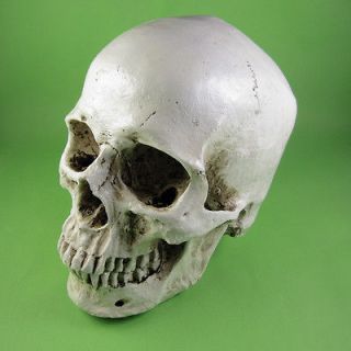 New Replica Human Skull Tooth Resin White Model Halloween HandMade