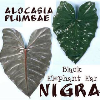   TARO~ Black Elephant Ear ~NIGRA~ Alocasia plumbae Live Potted Plant