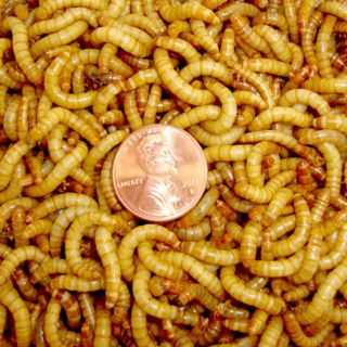   Mealworms, Reptiles, Birds, Chicken, Fish & Fishing (