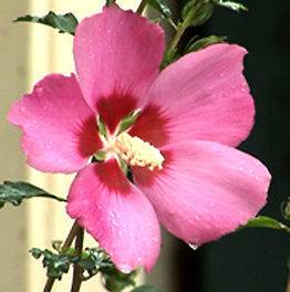 Pink Satin Rose of Sharon 10 seeds  AFTER 1ST PKG