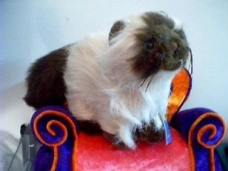 Newly listed Webkinz Ganz HM165 Himalayan Cat NEW code tag HTF