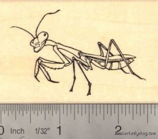 Praying Mantis Rubber Stamp Insect, Bug, Garden H14506 WM