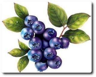 BC Highbush Blueberry Plant  50 Seeds   High Yielding Blueberries 