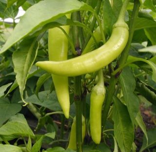   PEPPER SEEDS Sweet Banana 50 Survival Garden Heirloom NON GMO Seeds