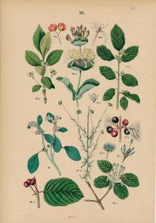 antique Botanical print flowers plants 1880 nice color #10