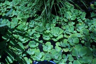   Live Dwarf Water Lettuce Floating Pond Plants for koi Goldfish Ponds