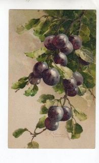 AS746 Greeting Postcard Artist Signed Catherine Klein Grapes