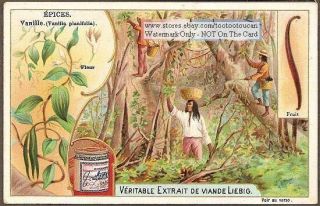 Vanilla Bean Spice Herbs Plants Food Extract 1903 Card
