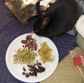 guinea pig food in Small Animal Supplies