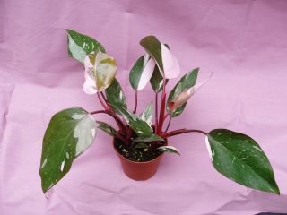 PHILODENDRON PINK PRINCESS, VARIEGATED, RED, WHITE, & PINK, 2 PLANTS 