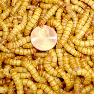 Live Giant mealworms 1000ct Live Feeders Fish Bait (ship Priority for 