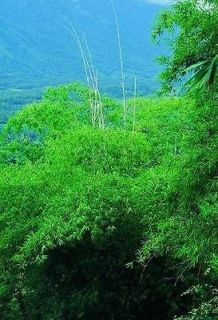 clumping bamboo in Flowers, Trees & Plants
