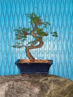 Chinese Elm Bonsai Tree GREAT GIFT  10 years old #547