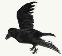 Artificial 18 Feather Crow   Halloween   Brand New