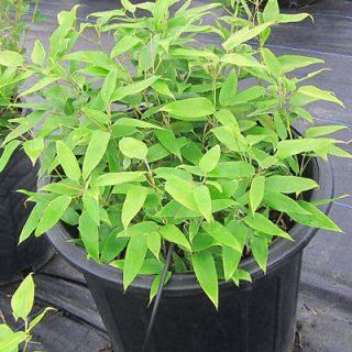   Kumasaca Ruscus leafed BAMBOO Plant   Cold Hardy   Ground Cover