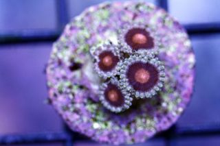Live coral  CC  Mary Jane Paly   chalice acan lps sps LE coral frag