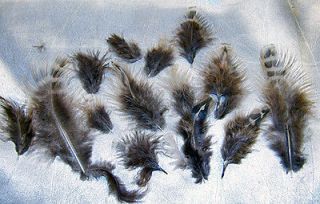 Bird Feathers Downy Brown and White Crafts Fly Tying Costume Lot Of 15