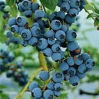 Vaccinium C. Blueberry Bush Seeds * Seed Packets & Directions Shipped 