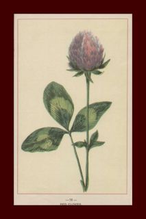 antique botanical prints in Prints
