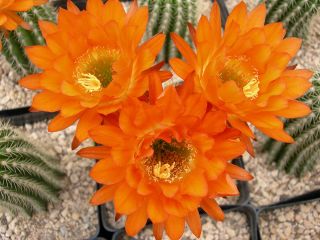 Echinopsis Trichocereus AZ Sunset Cactus ORANGE SALE Nice Plants $ 