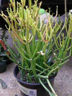   tirucalli Pencil Cactus Firesticks 7 10 rooted LIVE plant Succulent