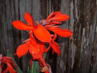 Canna Lily, Red, 5 rhizomes