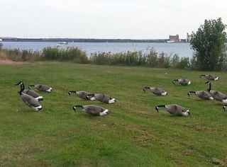 Canadian Honker Windsock Decoys   6 Dozen   72 canada goose decoys