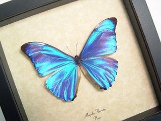 morpho in Butterflies & Moths