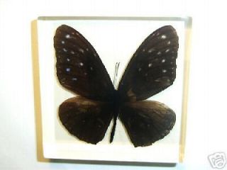 butterfly specimens in Butterflies & Moths