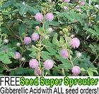    SENSITIVE PLANT Flower Seeds Great Science Project Annual V 