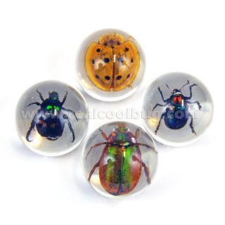 Collectibles  Animals  Insects & Butterflies  Beetles
