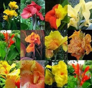 10 SEEDS MIXED COLOURS CANNA LILY Ground or Pond plant + Free 