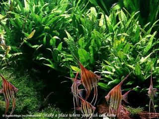 Java Fern   Live aquarium plant fish tank Free Ship BP