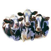 Dairy Queens Cows Profile Cow T Shirt Hoodie Sweatshirt Tank Top Long 